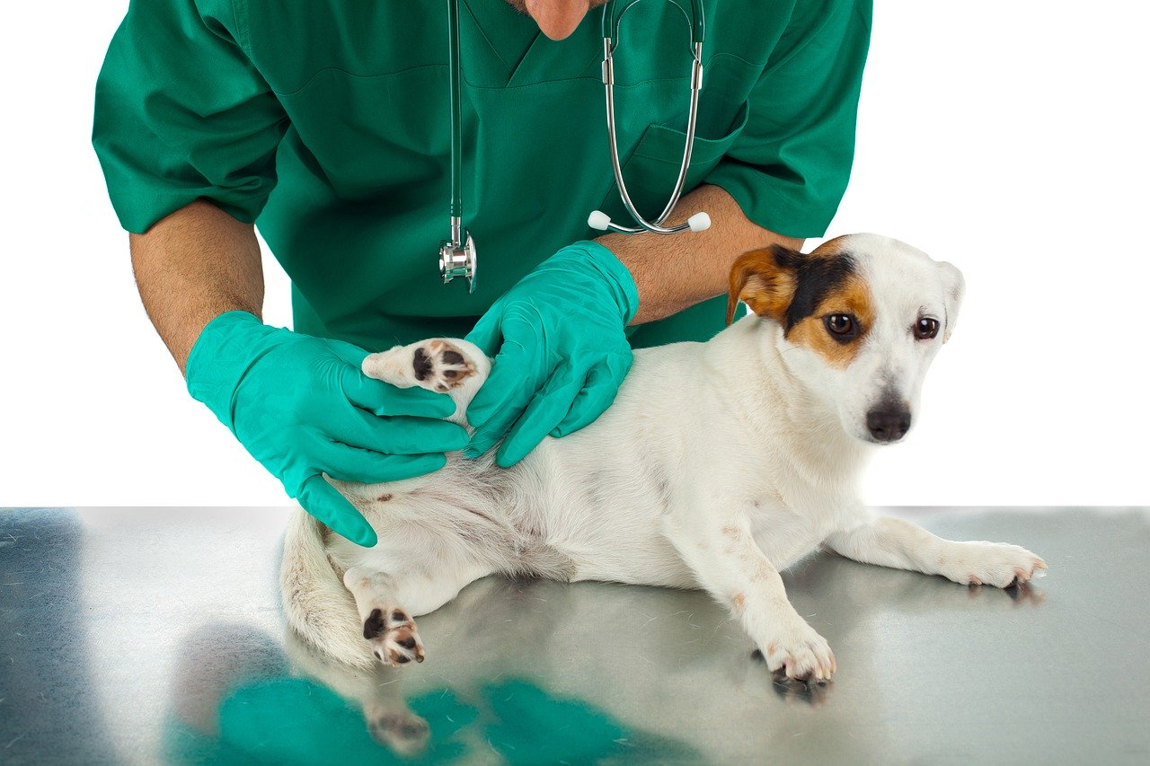 How to Choose the Right Veterinarian for Your Pet