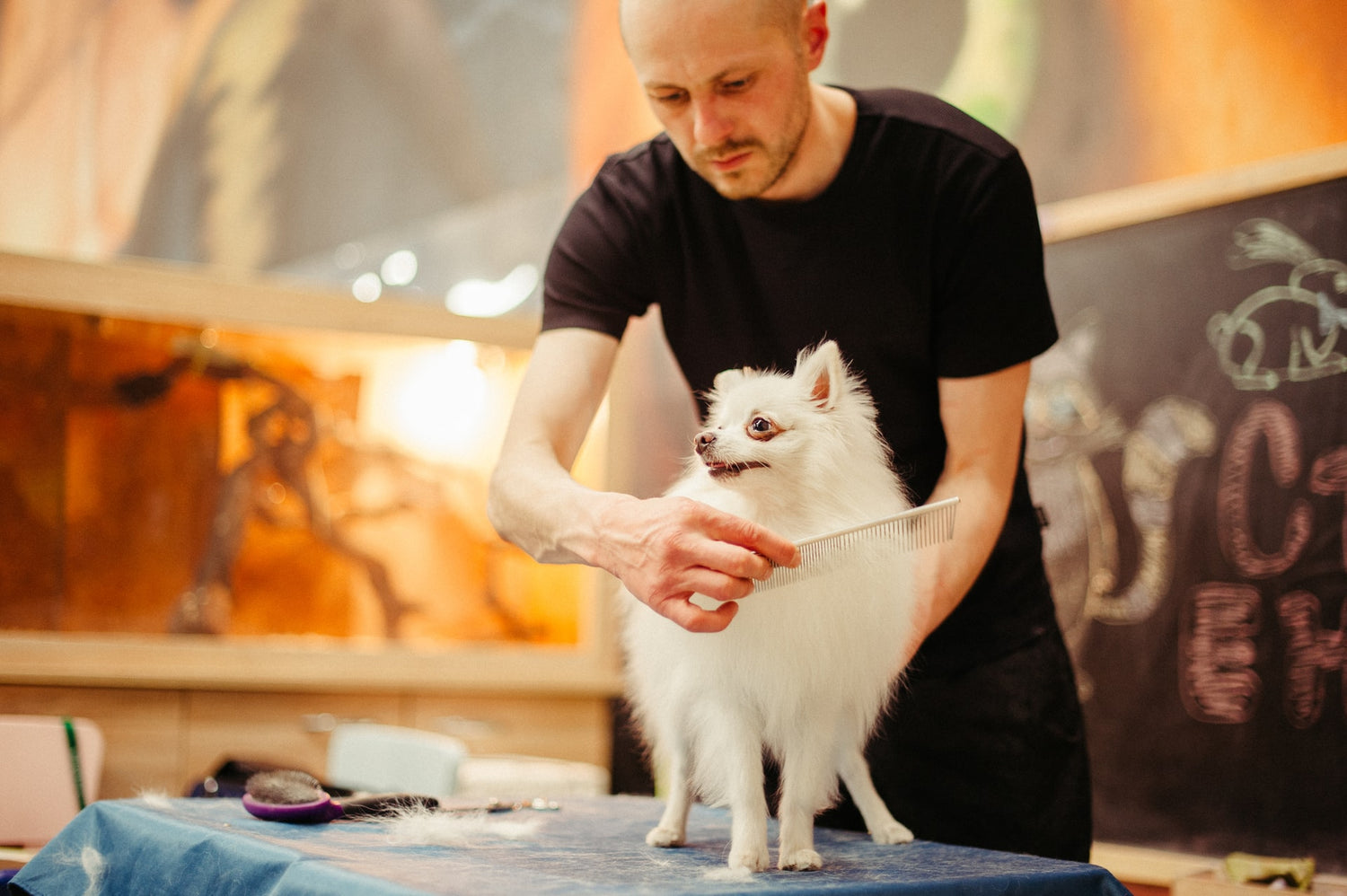 How to Groom Your Pet at Home