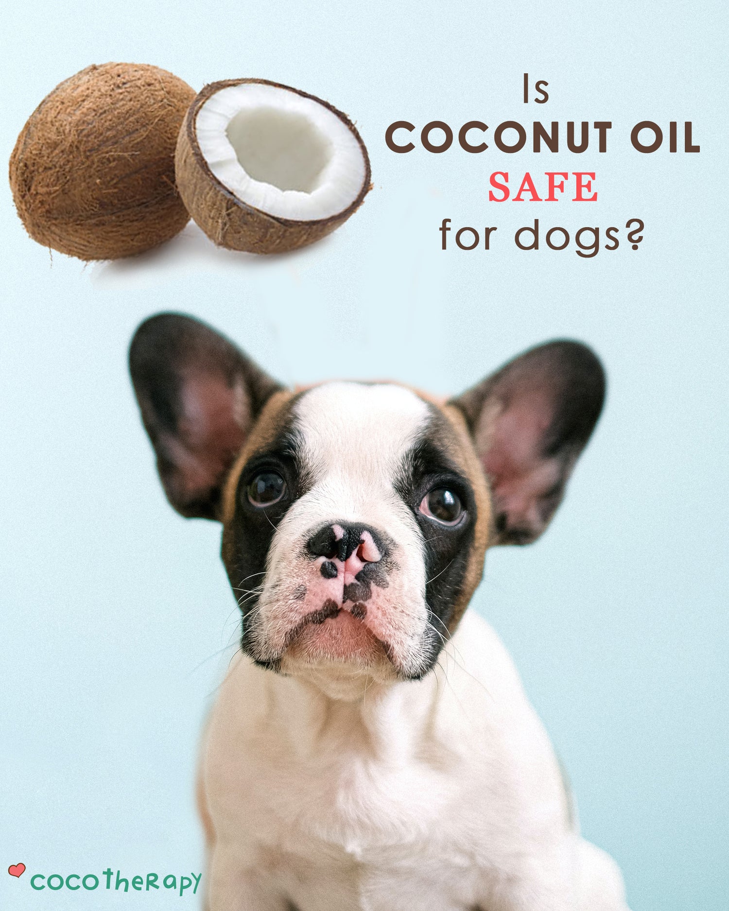 Is Coconut Oil Safe for Dogs? Does Research Say Stay Away?