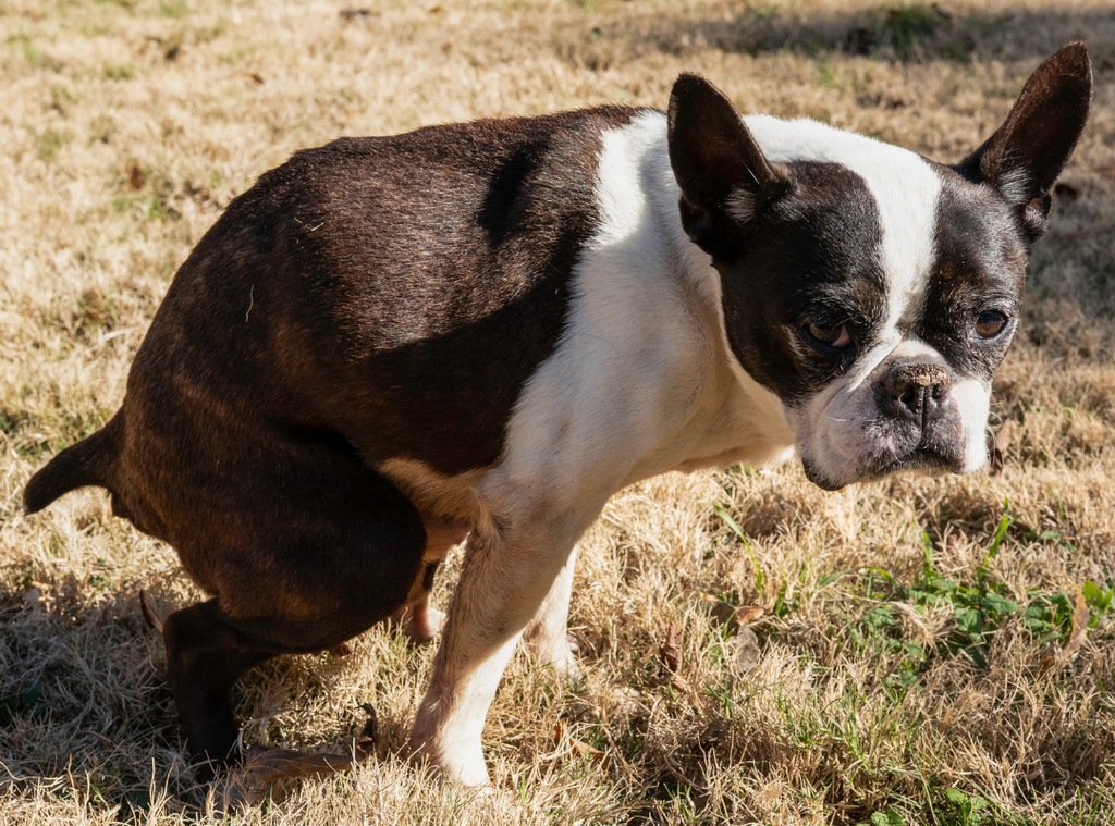 can lack of exercise cause constipation in dogs