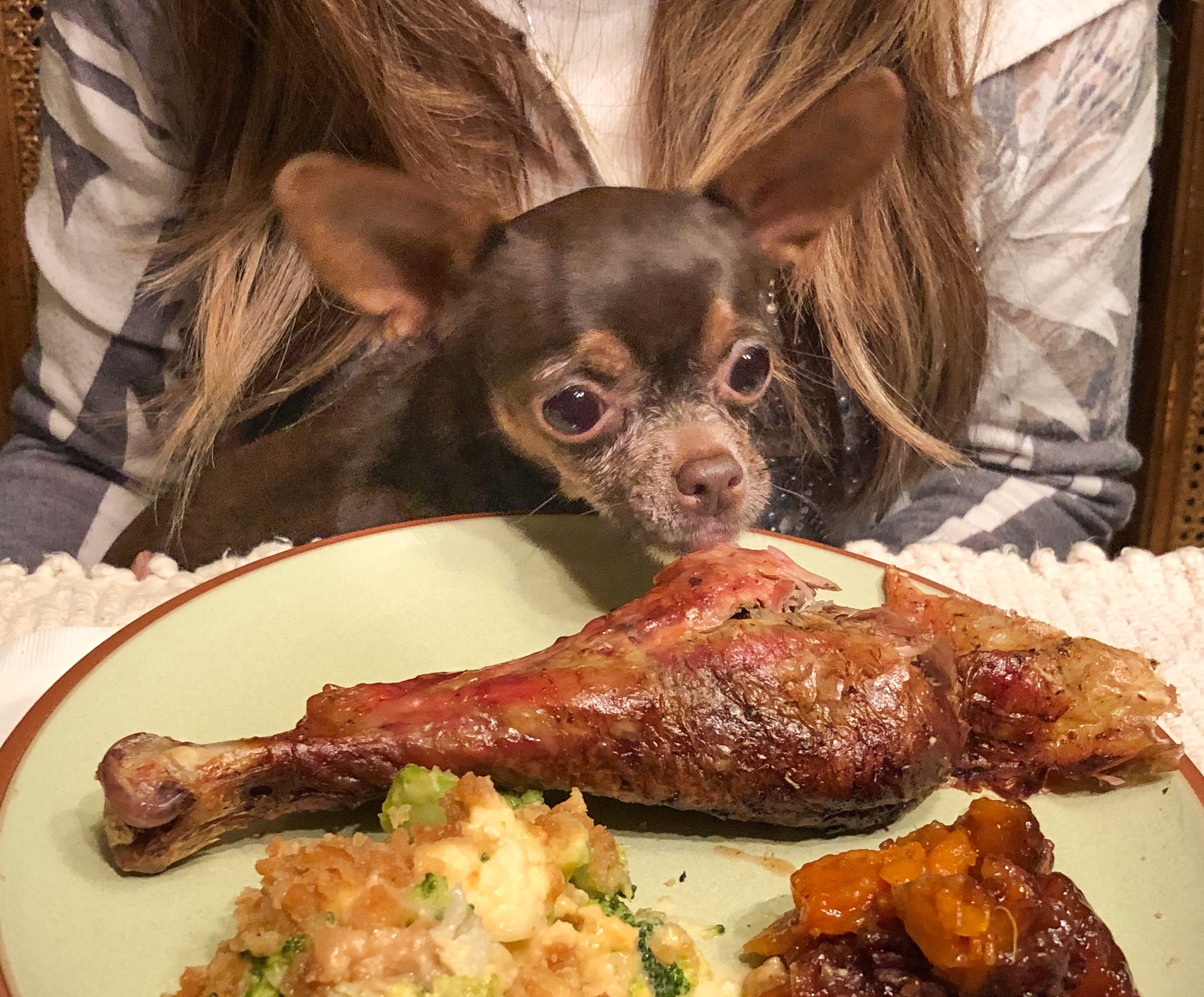 Can Pets Eat Turkey? A Complete Guide