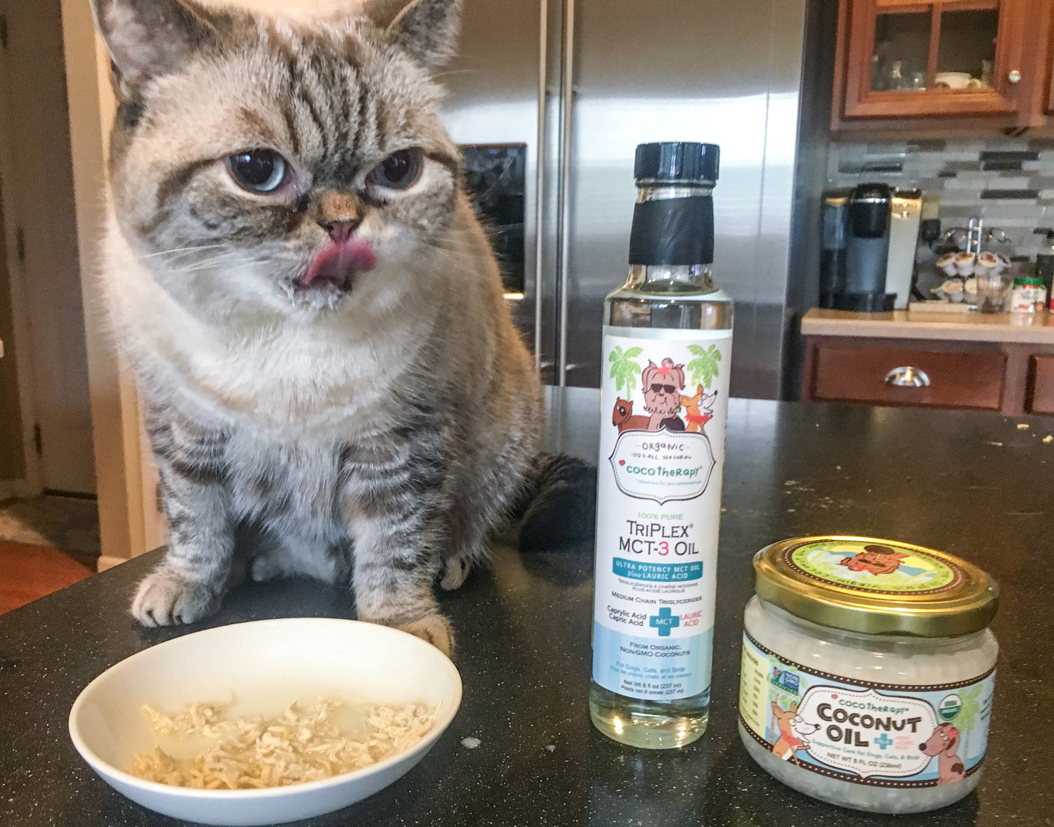 5 Ways Coconut Oil Can Benefit Your Cat (and 2 Concerns You Might Have)