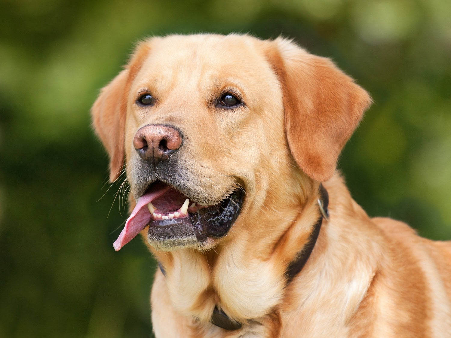 Supporting Dogs with Seizures with Medium Chain Triglyceride (MCT) Oil