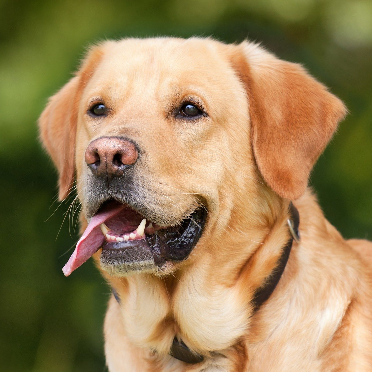 Mct oil for online dogs with epilepsy