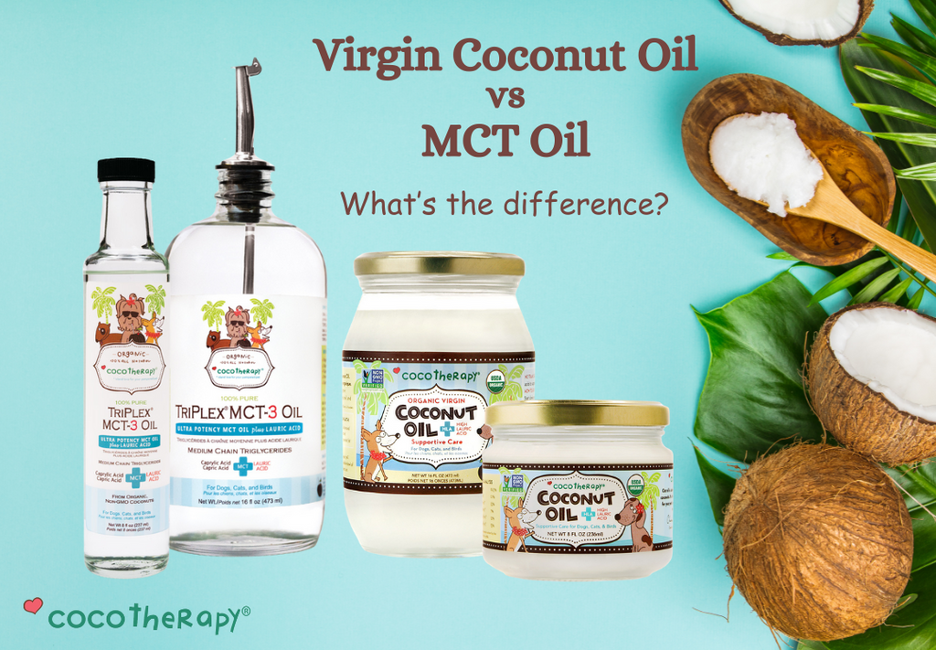 The Difference Between MCT Oil and Coconut Oil for Dogs