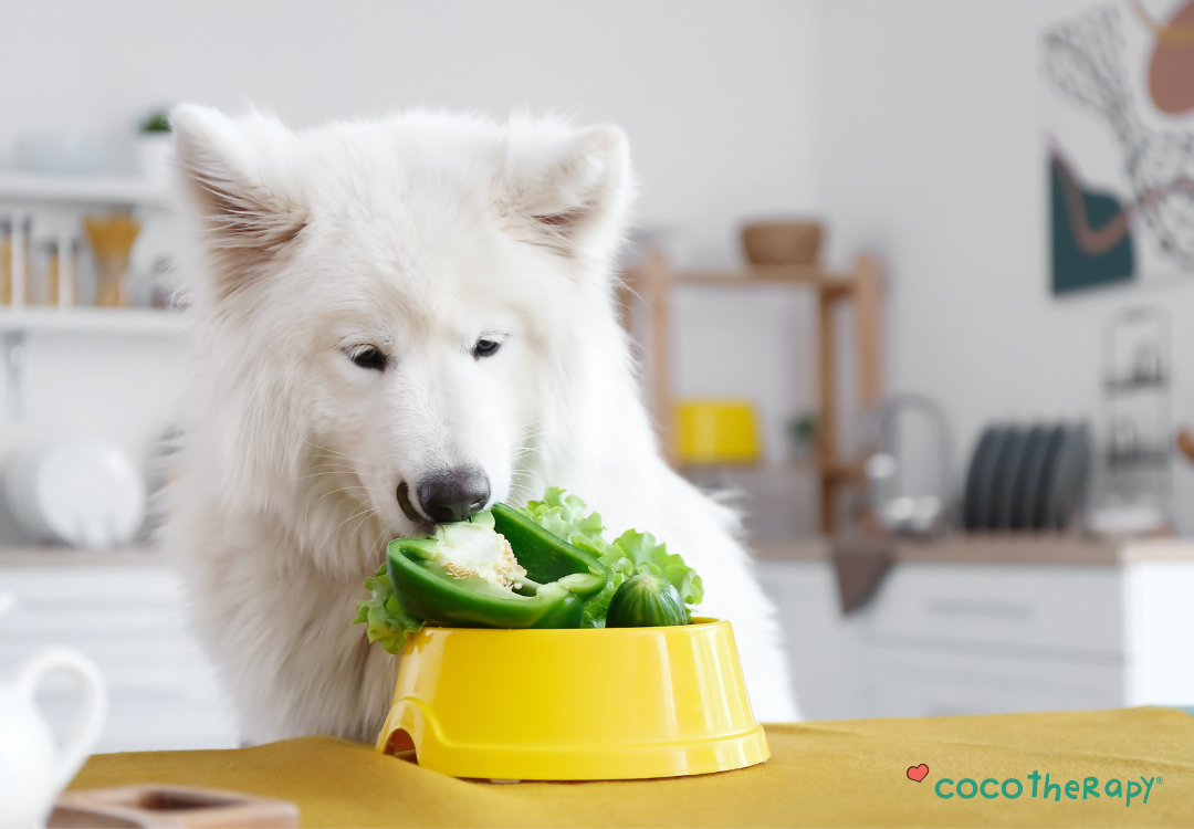 Can Dogs Be Vegan? Understanding the Science Behind Canine Nutrition (Part 2)