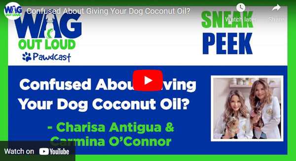 Confused About Giving Your Dog Coconut Oil?