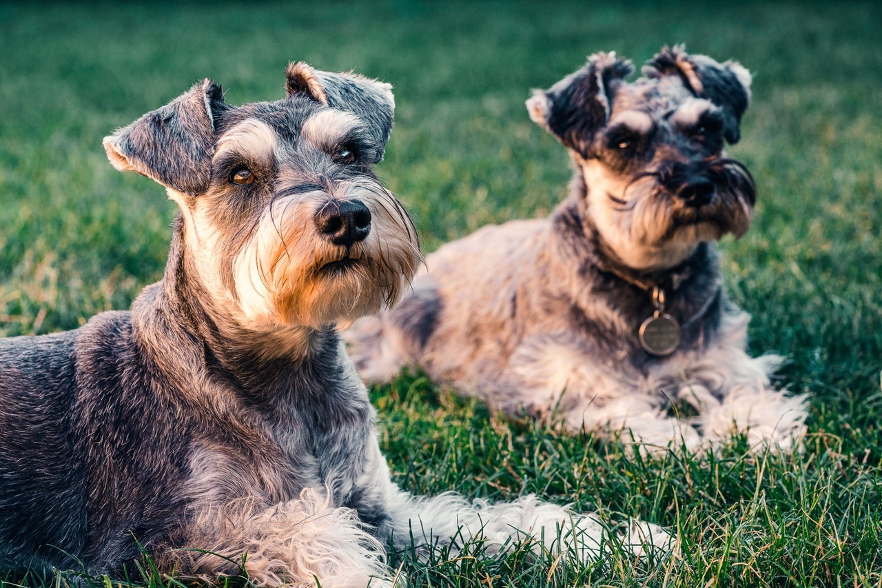 Does Coconut Oil Cause Metabolic Endotoxemia in Dogs?