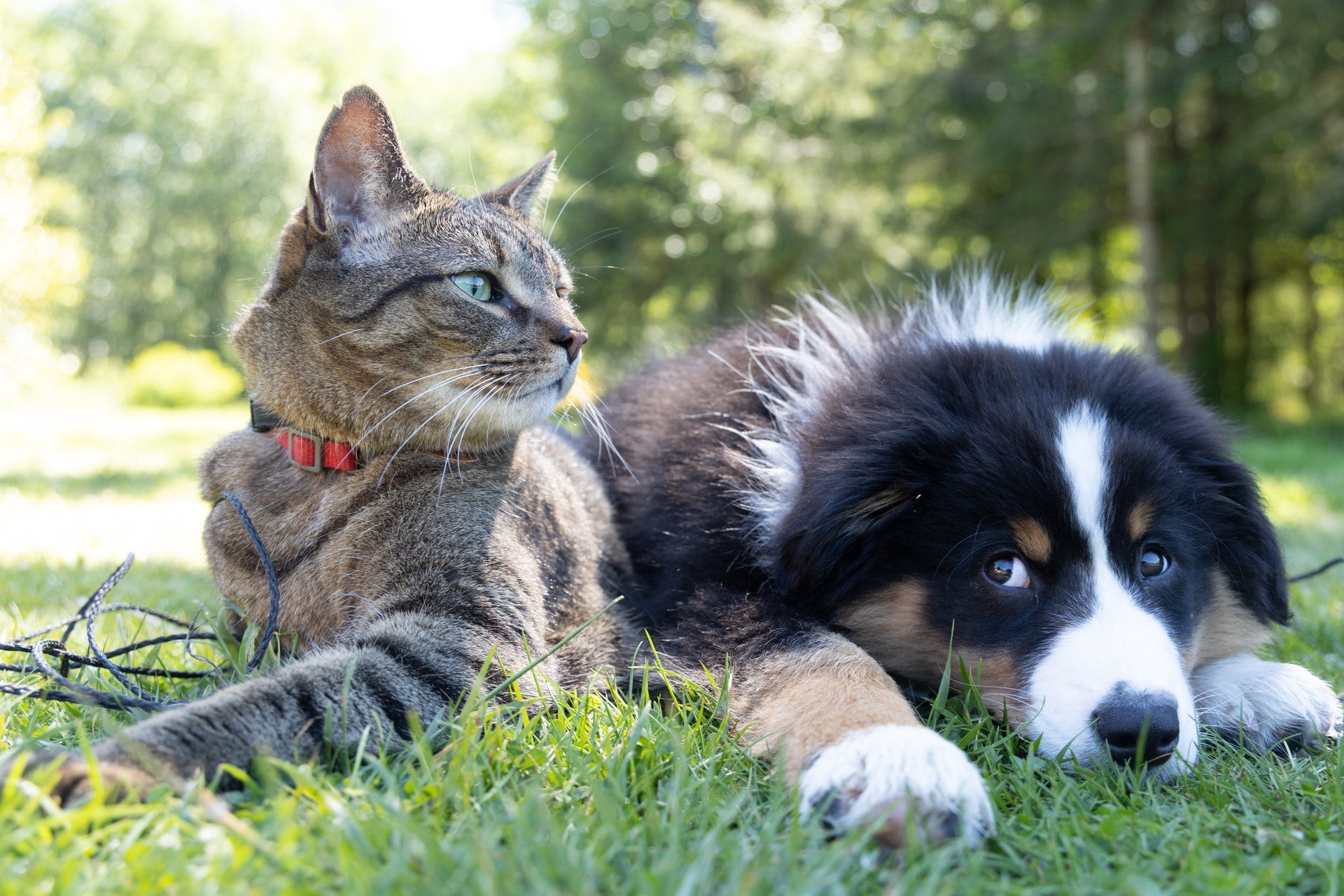 Hydrolyzed Protein: The Solution to Your Pet’s Skin and GI Problems?