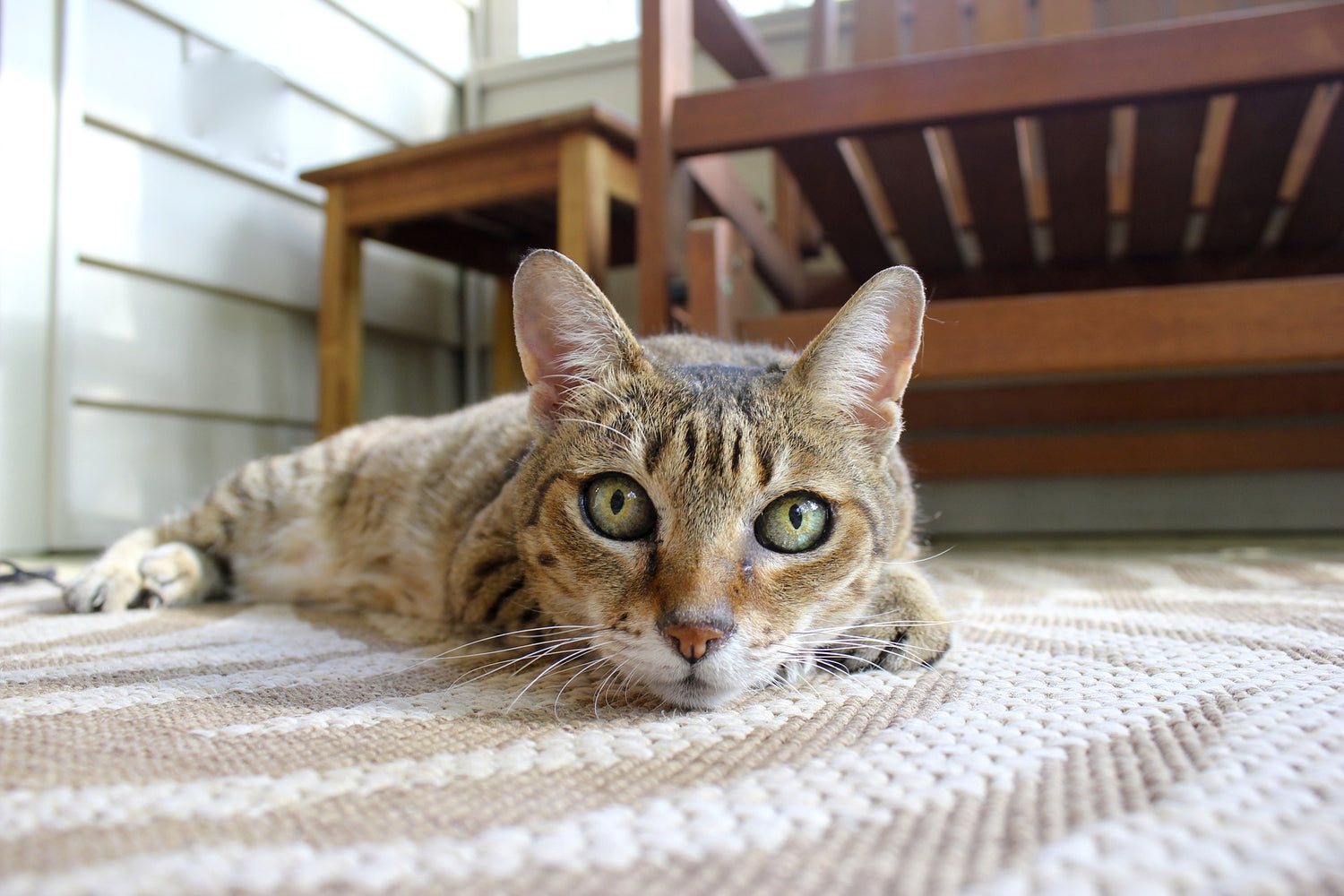 Pancreatic Health and Diabetes in Pets: How Virgin Coconut Oil Can Help