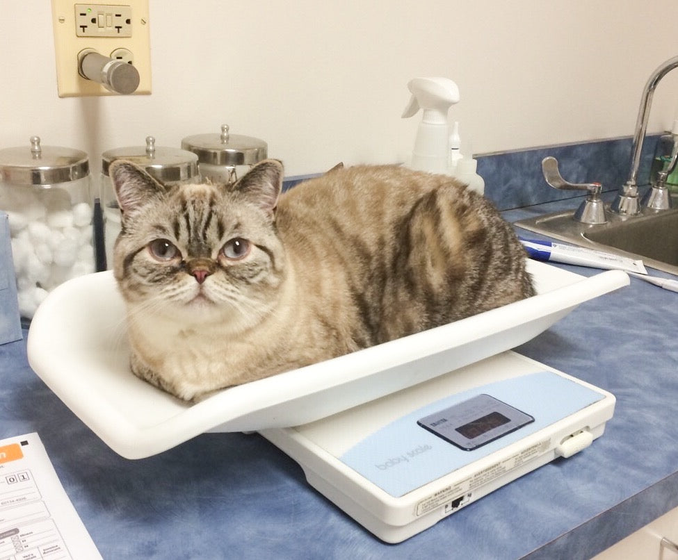 How to Make a Trip to the Vet with Your Cat Less Stressful