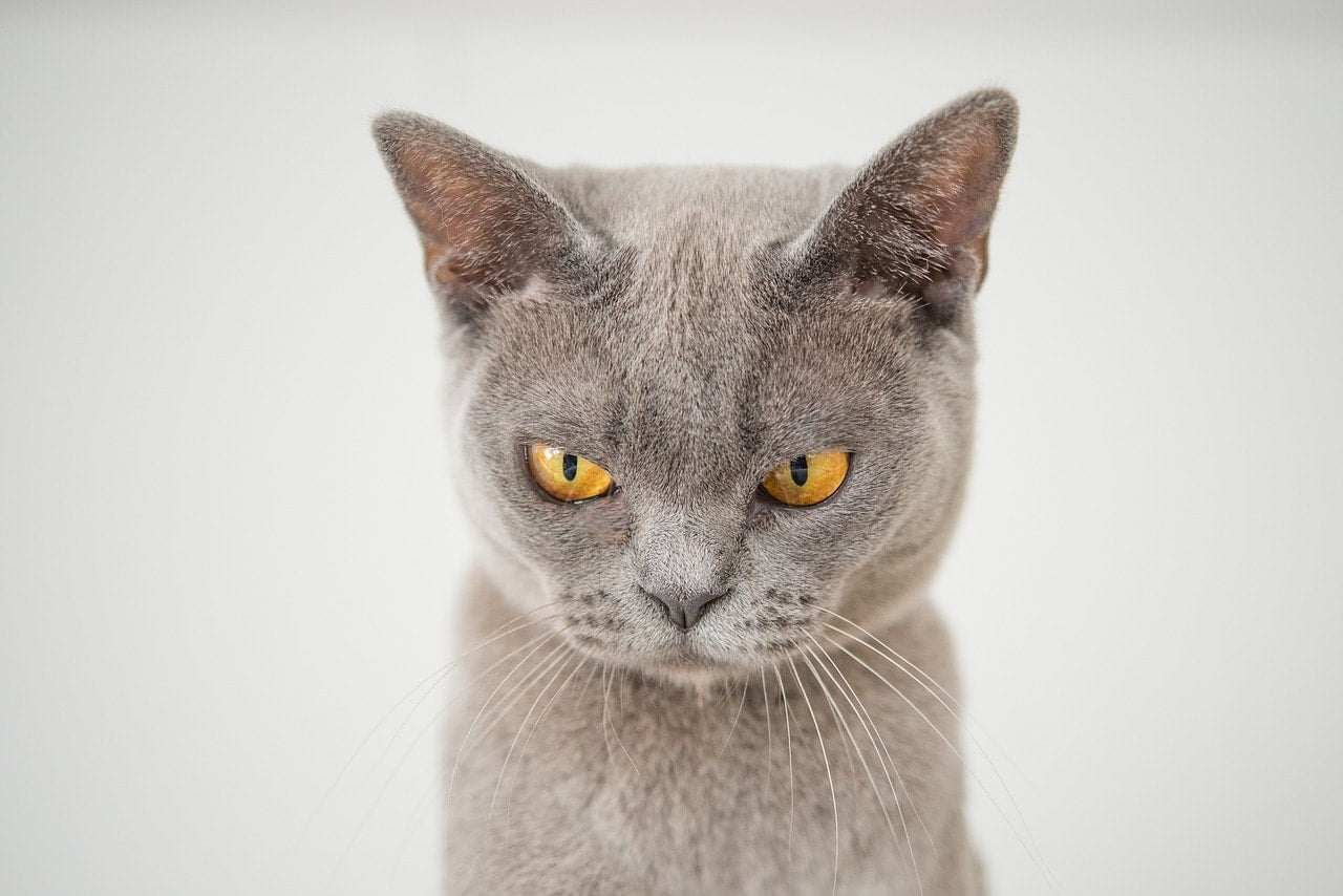 3 Common Cat Behavior Problems (And How to Fix Them)