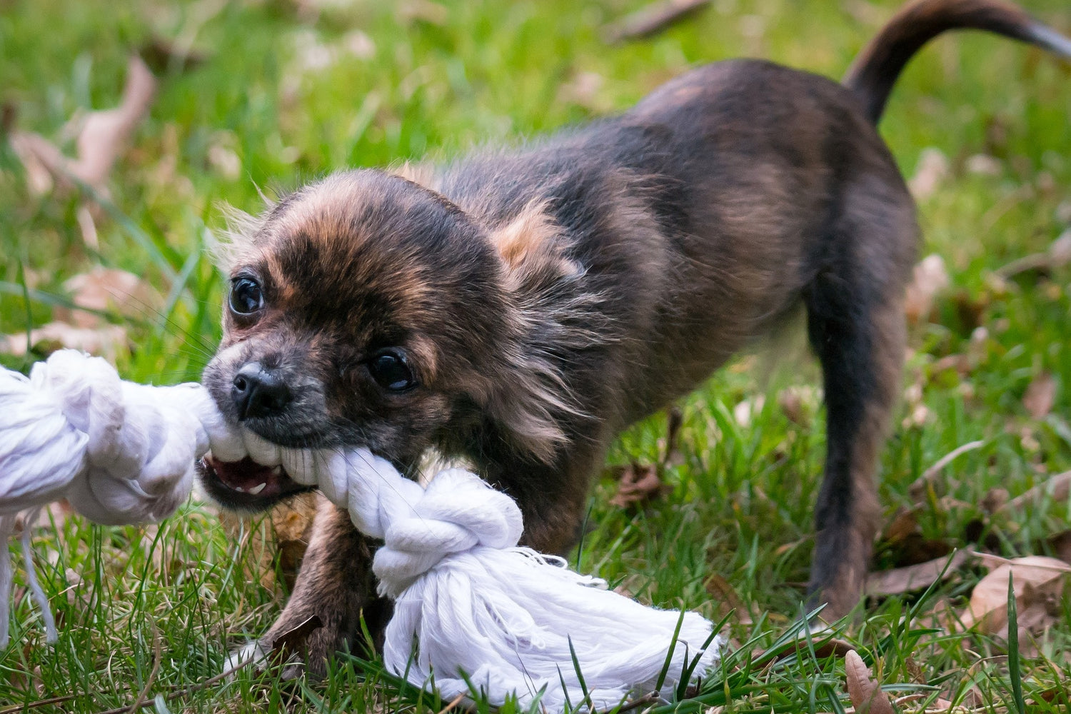 Environmental Enrichment for Pets - What It Is and Why It Matters
