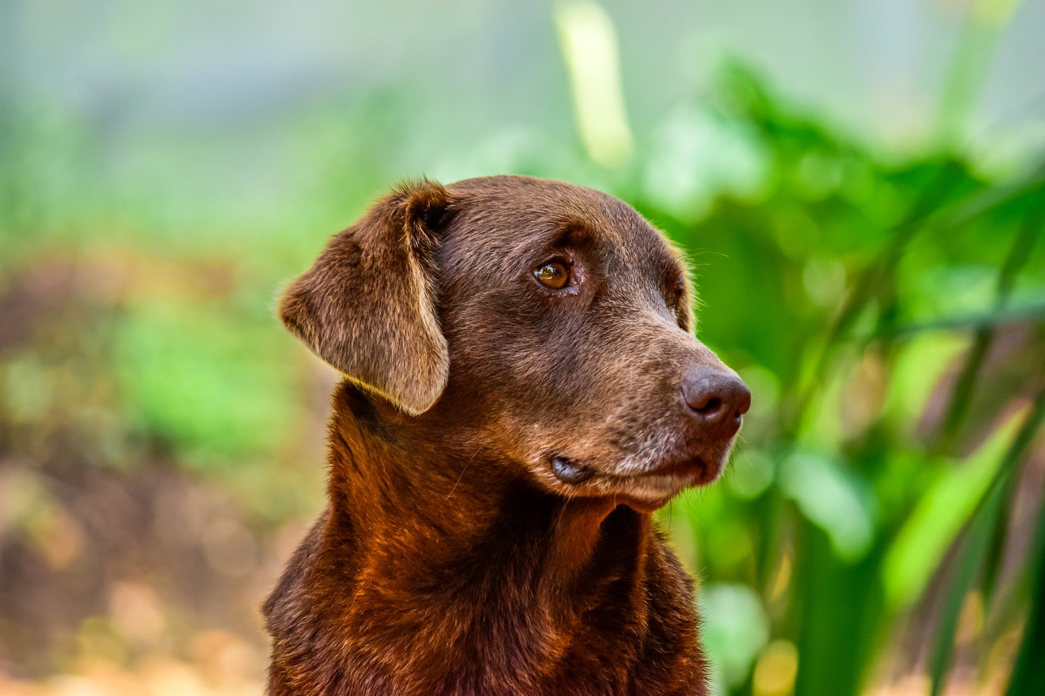 5 Studies Reveal How Coconut Oil Helps Your Pet's Aging Brain