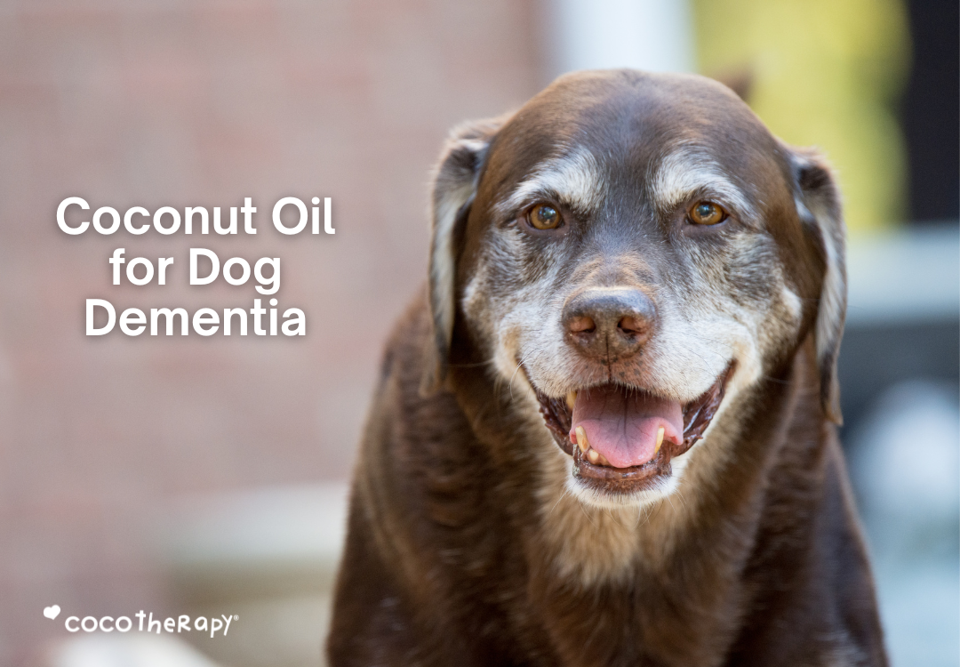 Coconut Oil for Dog Dementia: What Pet Parents Should Know