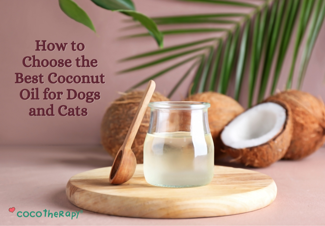 How to Choose the Best Coconut Oil for Dogs and Cats. Fresh bottle of coconut oil on a table, with opened coconuts. 