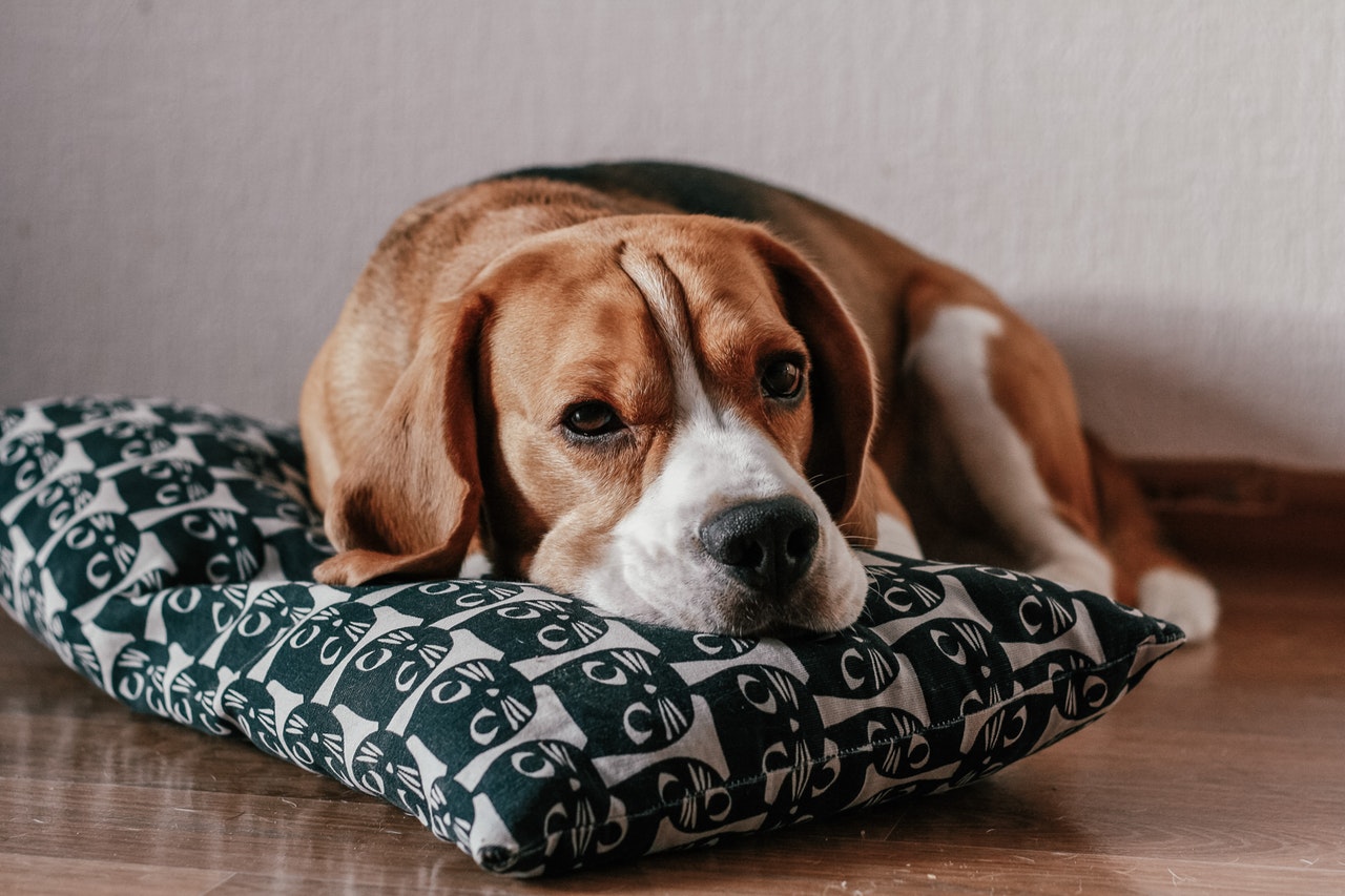 Can Coconut Oil Cause Pancreatitis in Pets?