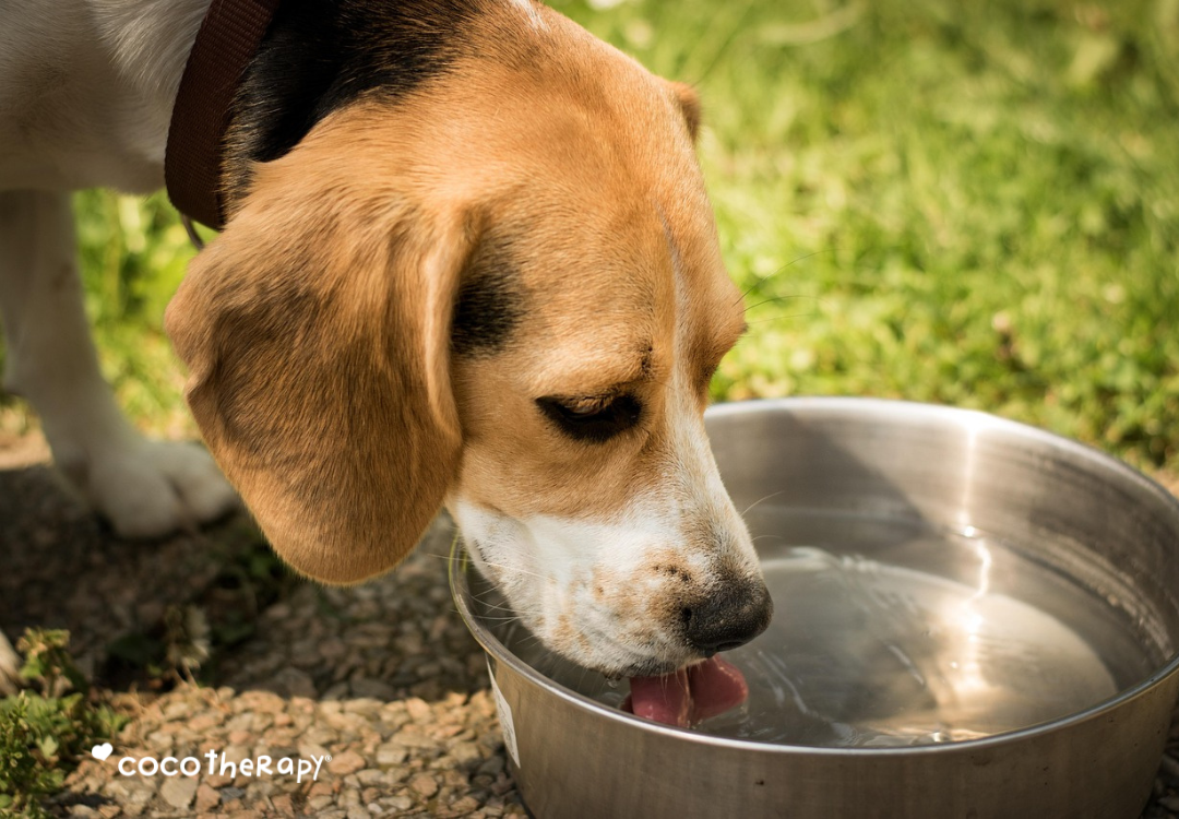 Dog drinking water from a bowl