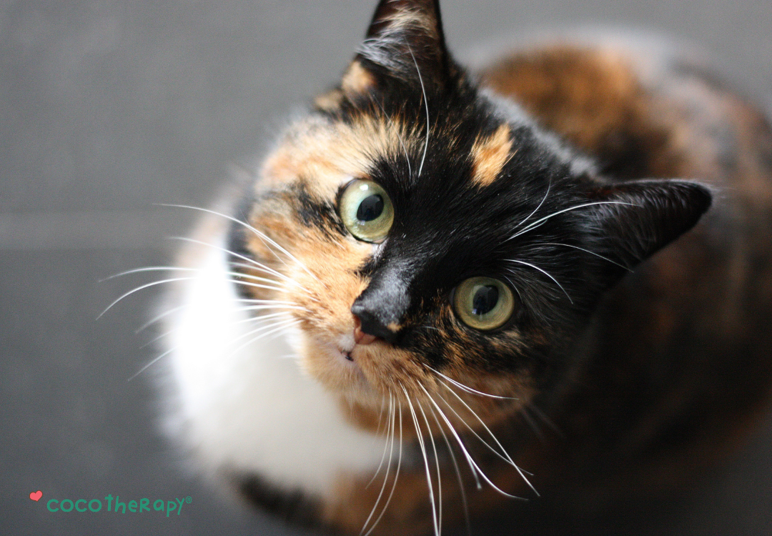 7 Common Cat Health Issues That Are Easy to Miss