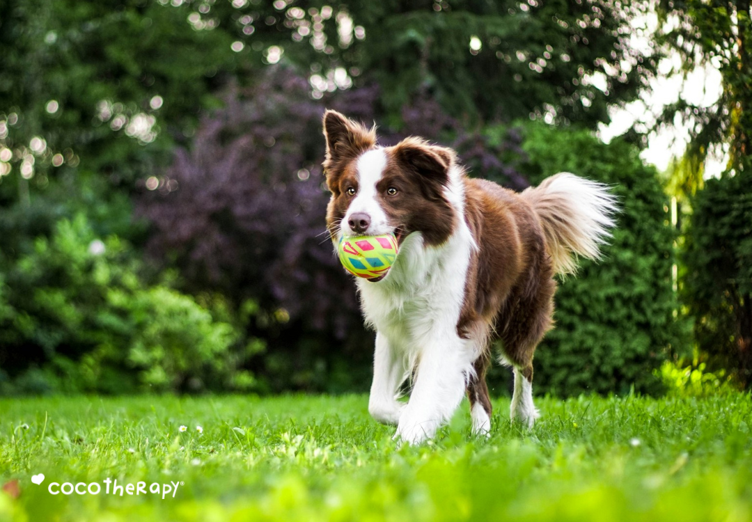 Brown and white Border Collie running on the grass with a ball in his mouth.