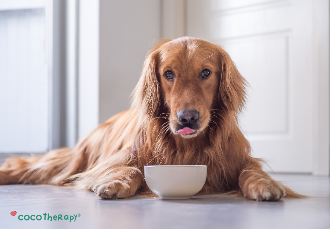 Golden Retriever eating from a bowl while laying down