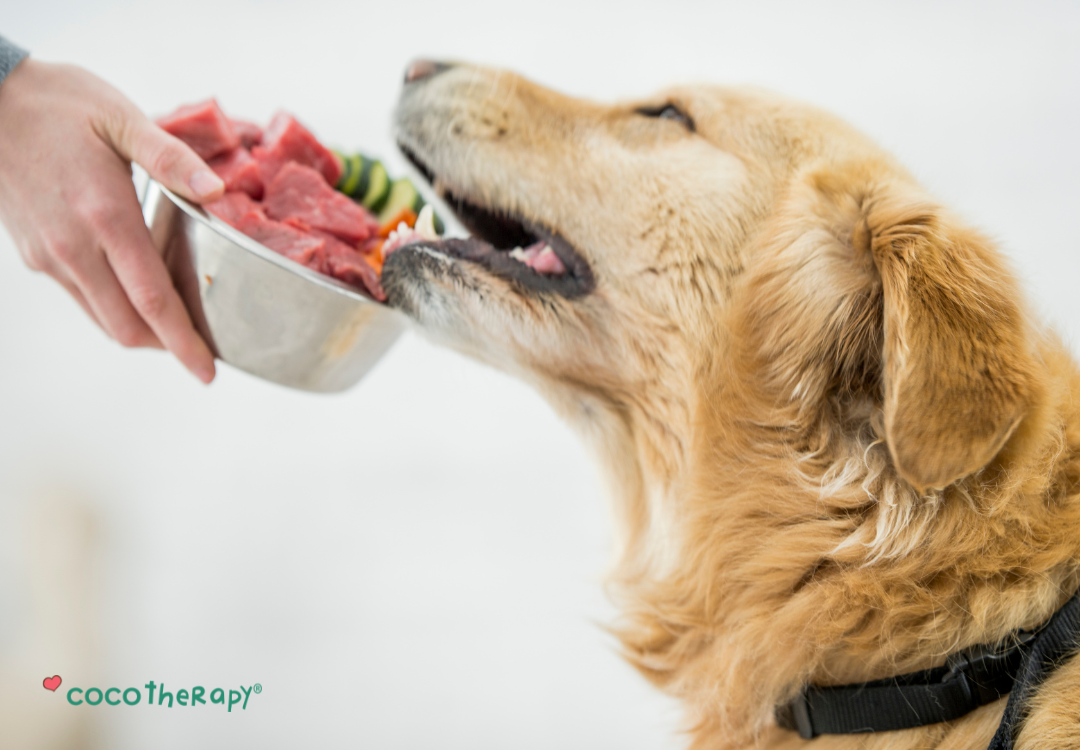 Dog eating bowl of fresh food