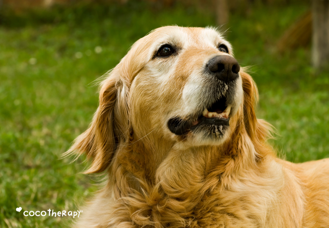 Portrait of a Senior Golden Retriever 