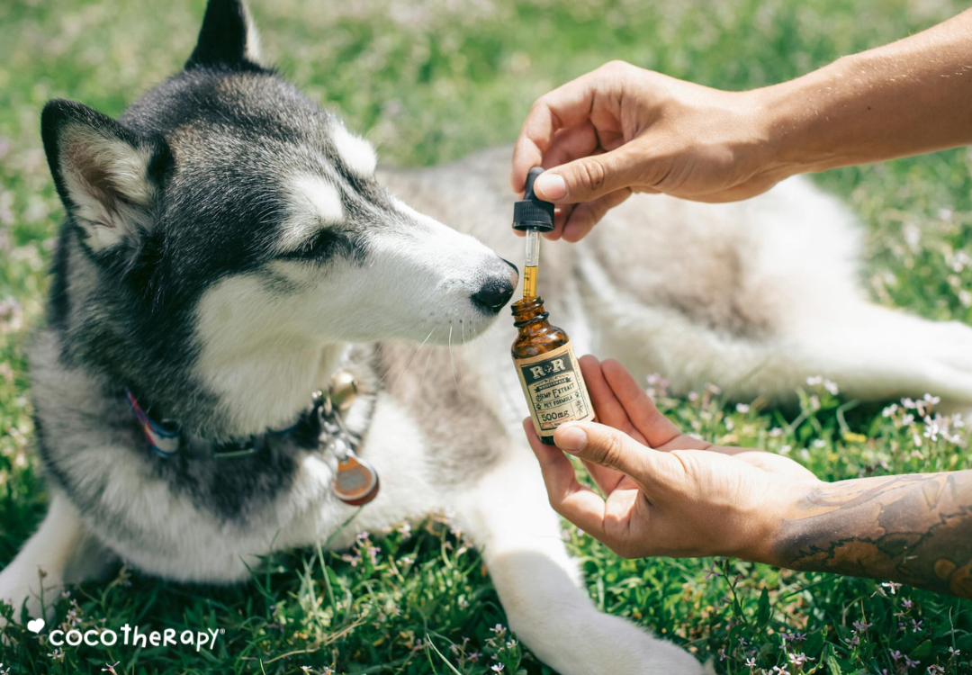 Person giving a Husky dog a supplement from a dropper bottle.
