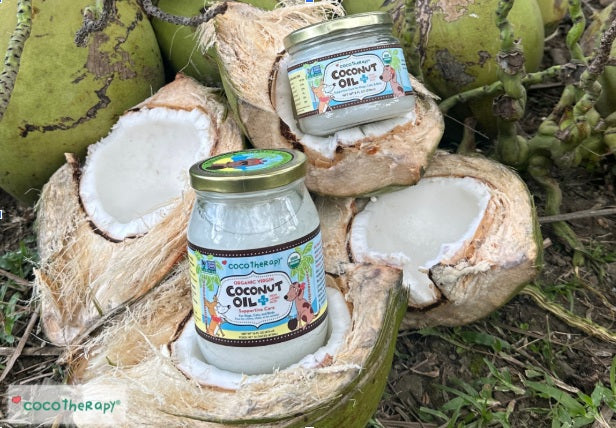 Bottles of CocoTherapy Virgin Coconut Oil on freshly opened coconuts on a coconut farm.
