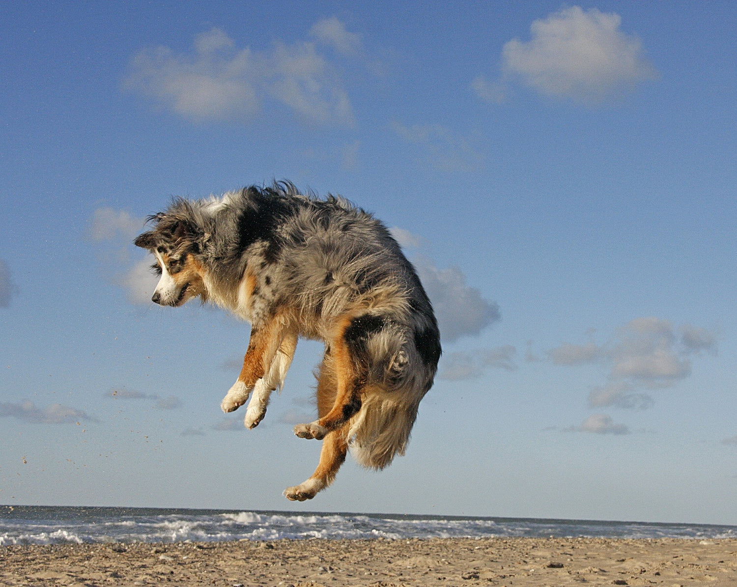 Protecting Your Pet's Bones and Joints