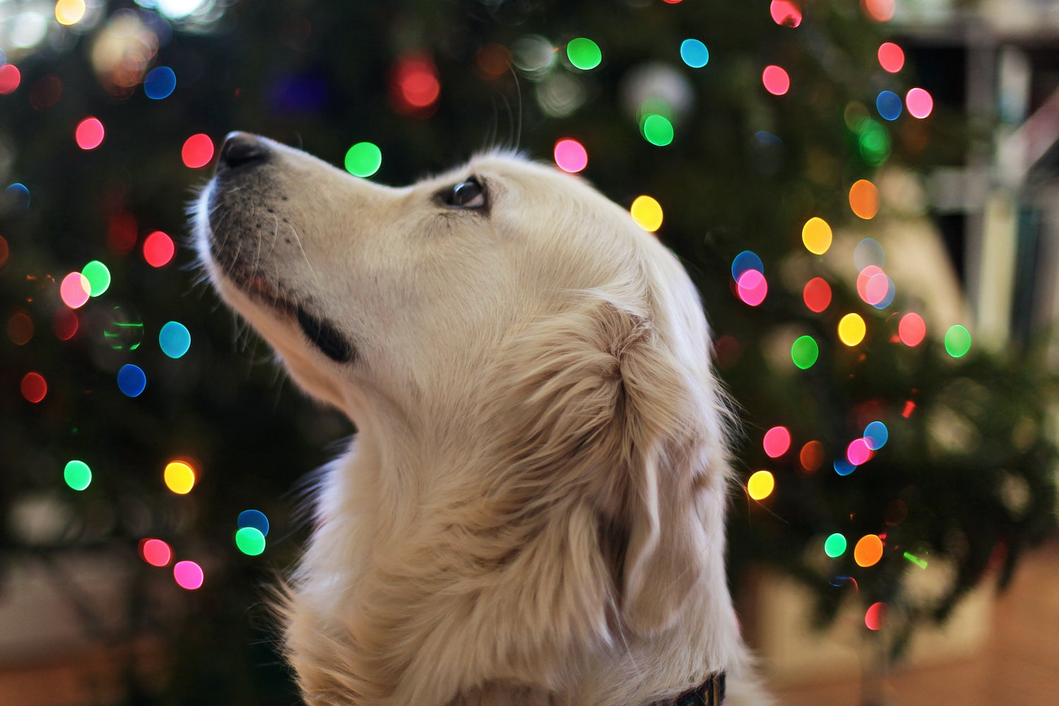 Holiday Fire Safety Tips to Protect Your Family & Pets