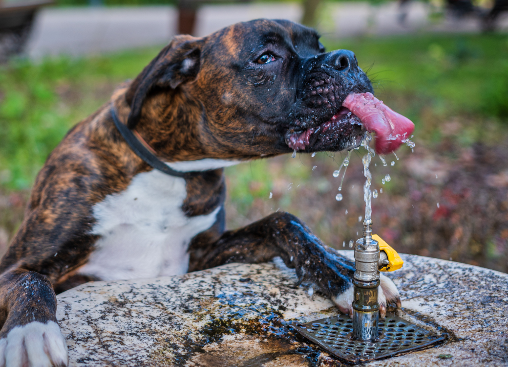 7 Simple Tricks to Make Sure Your Pet Gets Enough Water