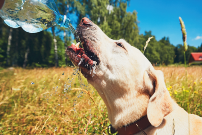 5 Common Summer Pet Emergencies (And How to Avoid Them)