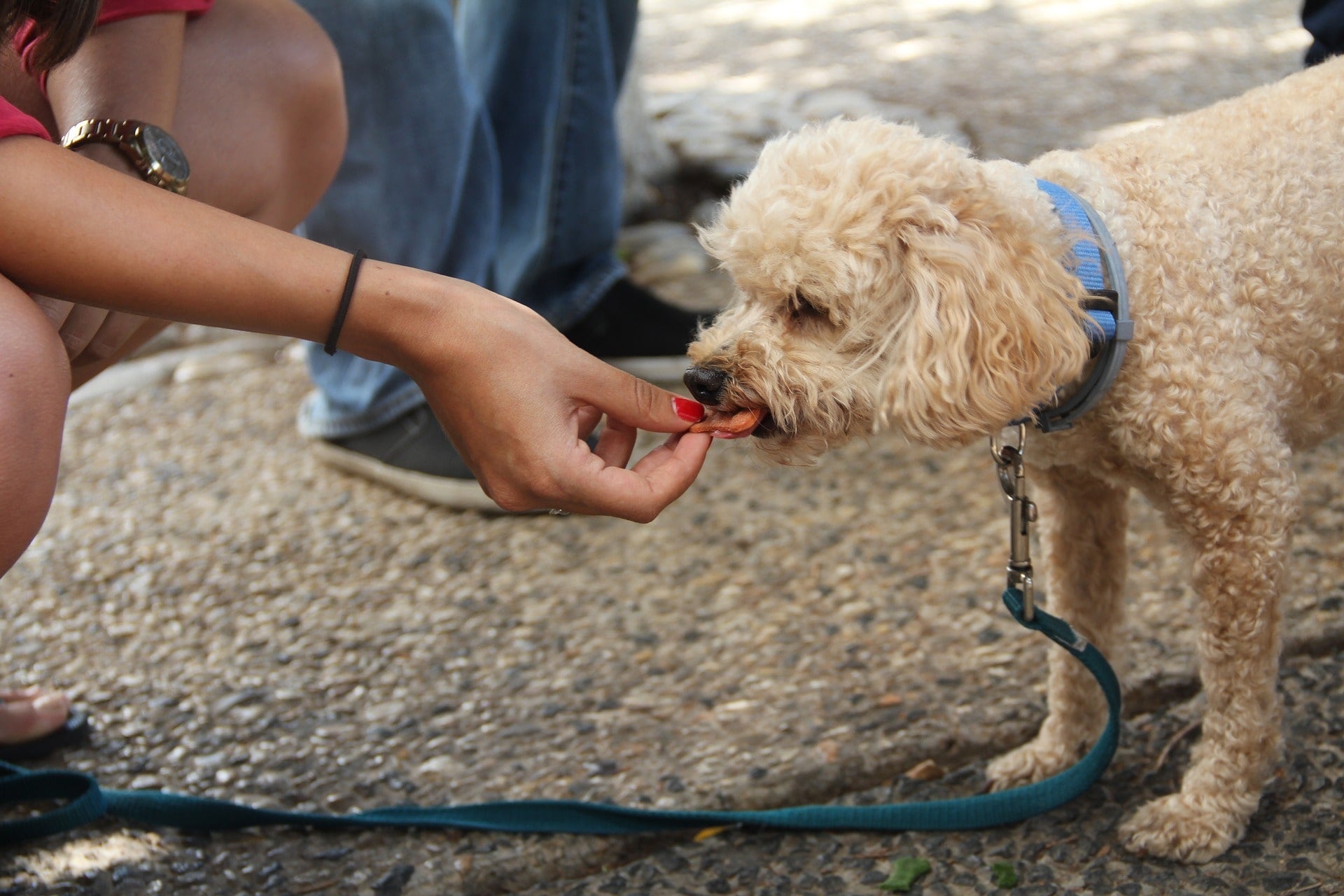 How to Choose Healthy Treats for Your Pet