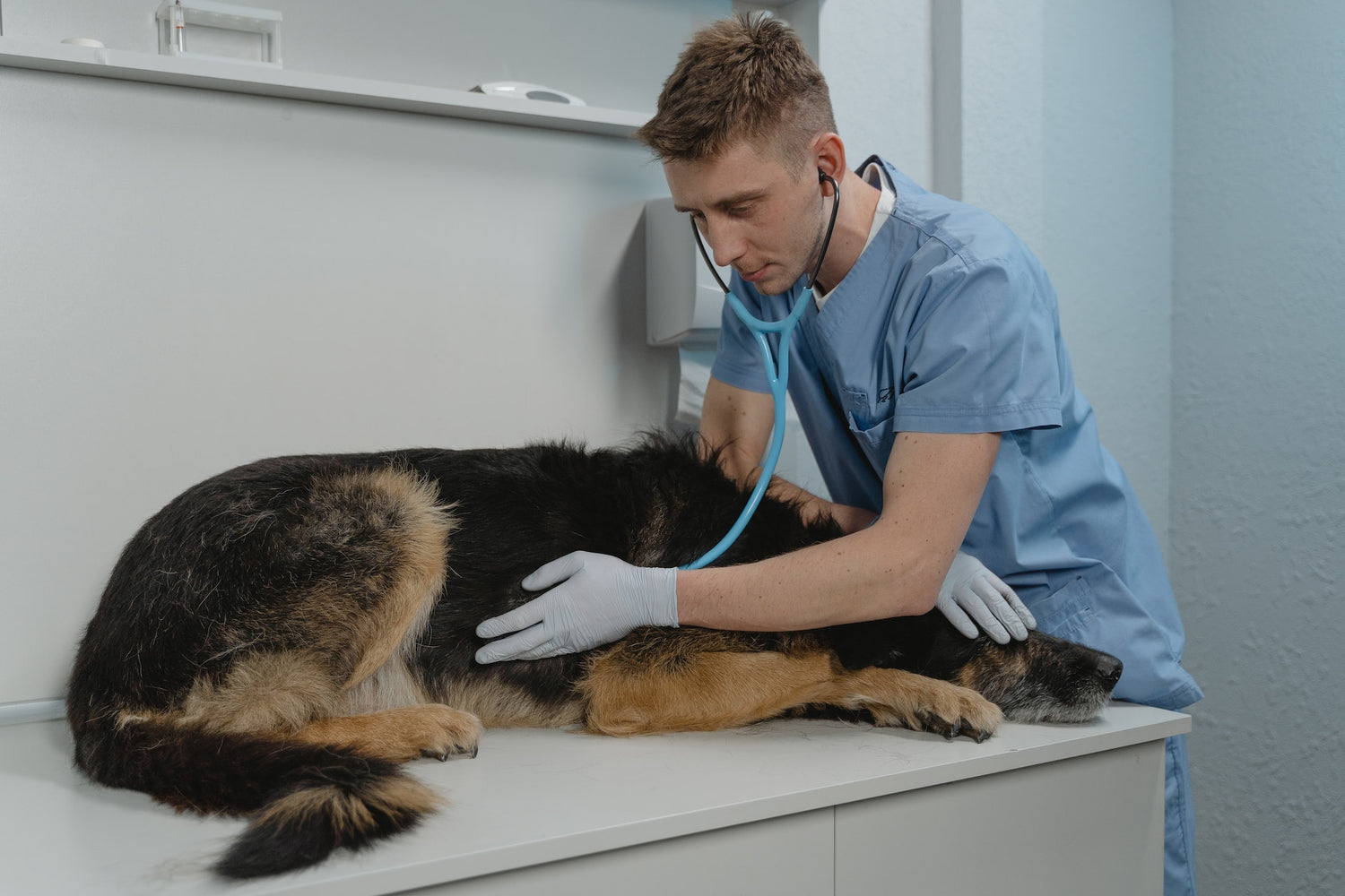 Why a Holistic Vet Could Be the Right Choice for Your Pet