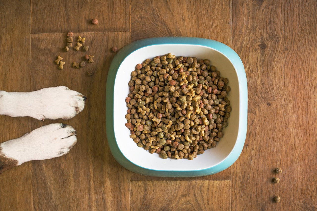 Is Kibble Making Your Dog Itchy?