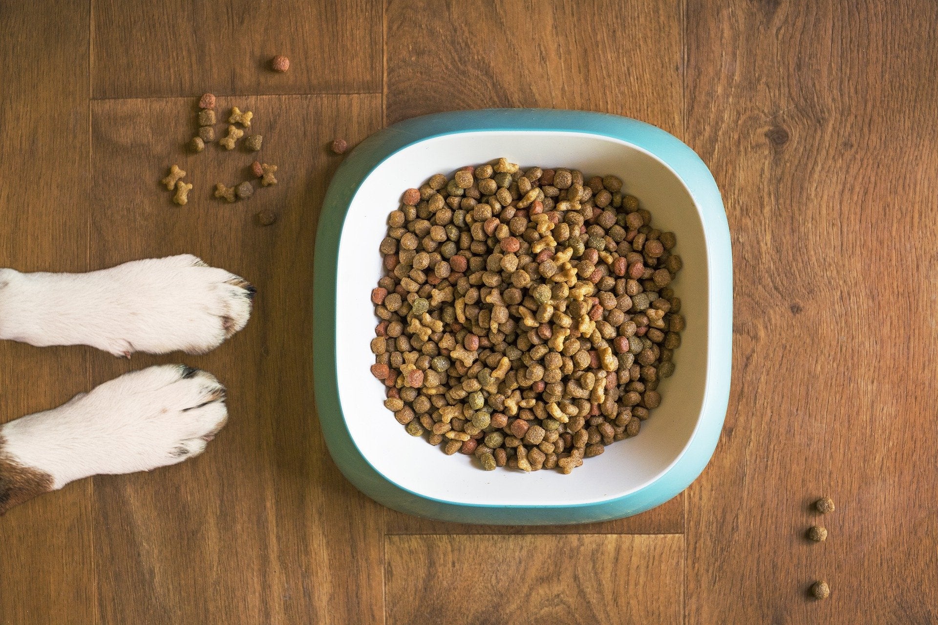 Adverse Food Reactions in Pets
