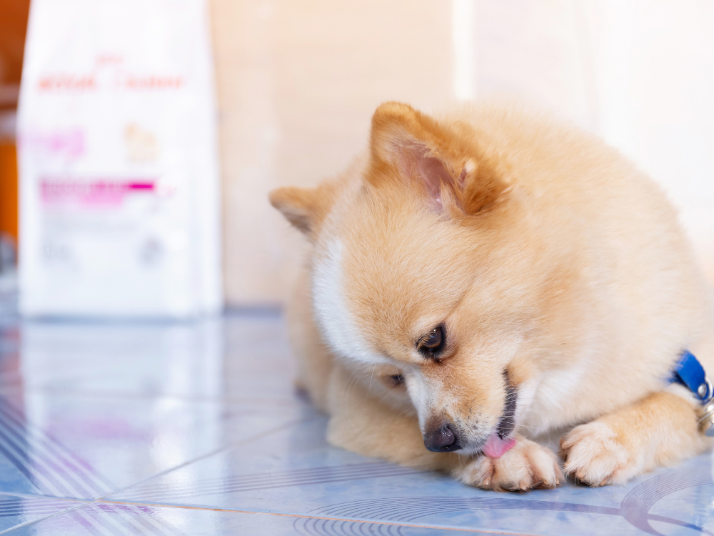 3 Common Household Products That Are Toxic to Pets (And Natural Alternatives You Can Use Instead)