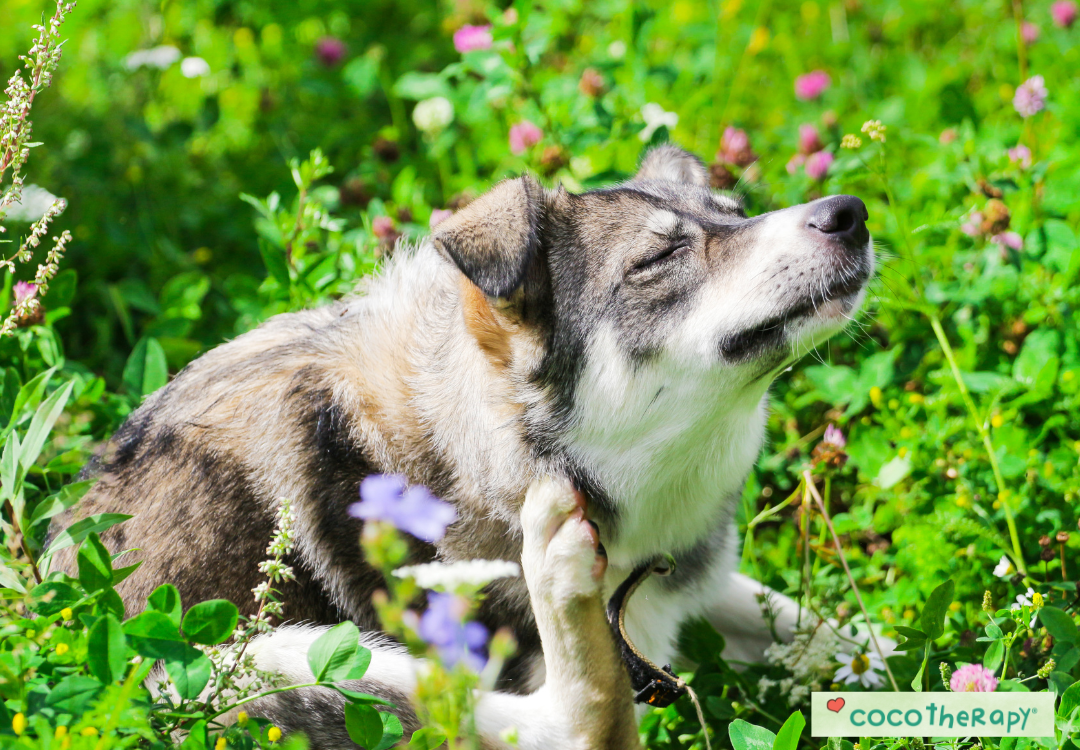 Dog with allergies scratching