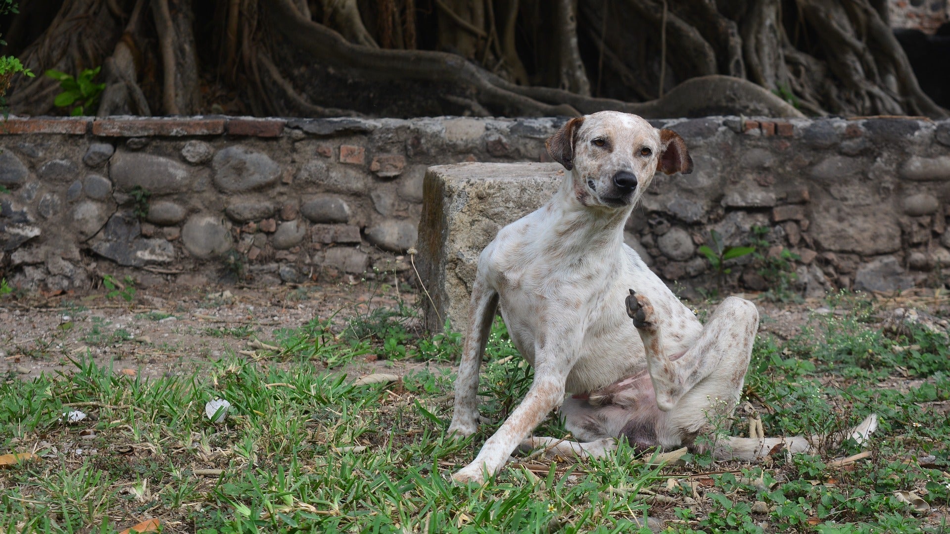 Why Is My Dog So Itchy? 8 Common Causes and Tips for Relief