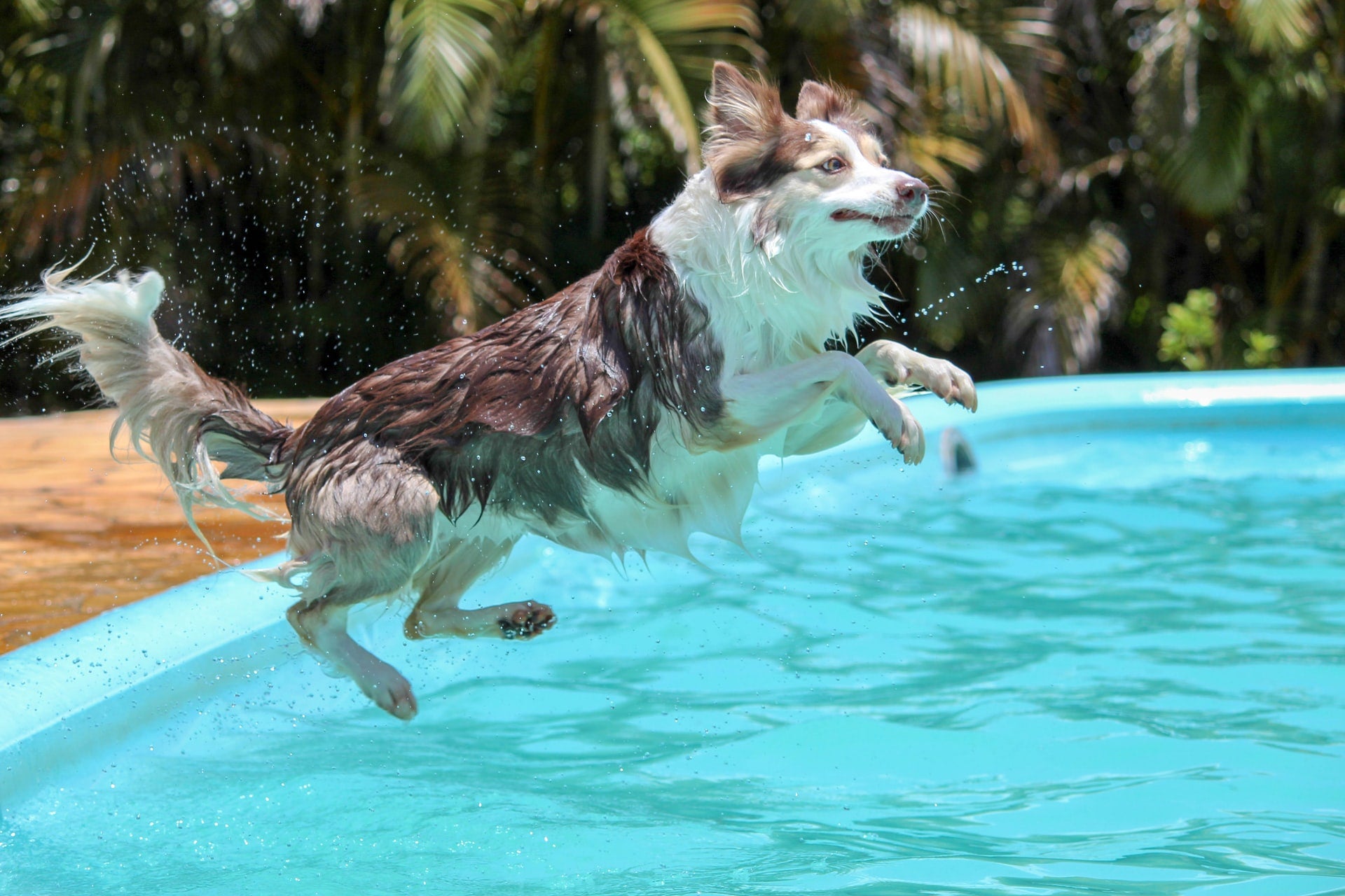 Dog safe swimming pool sale