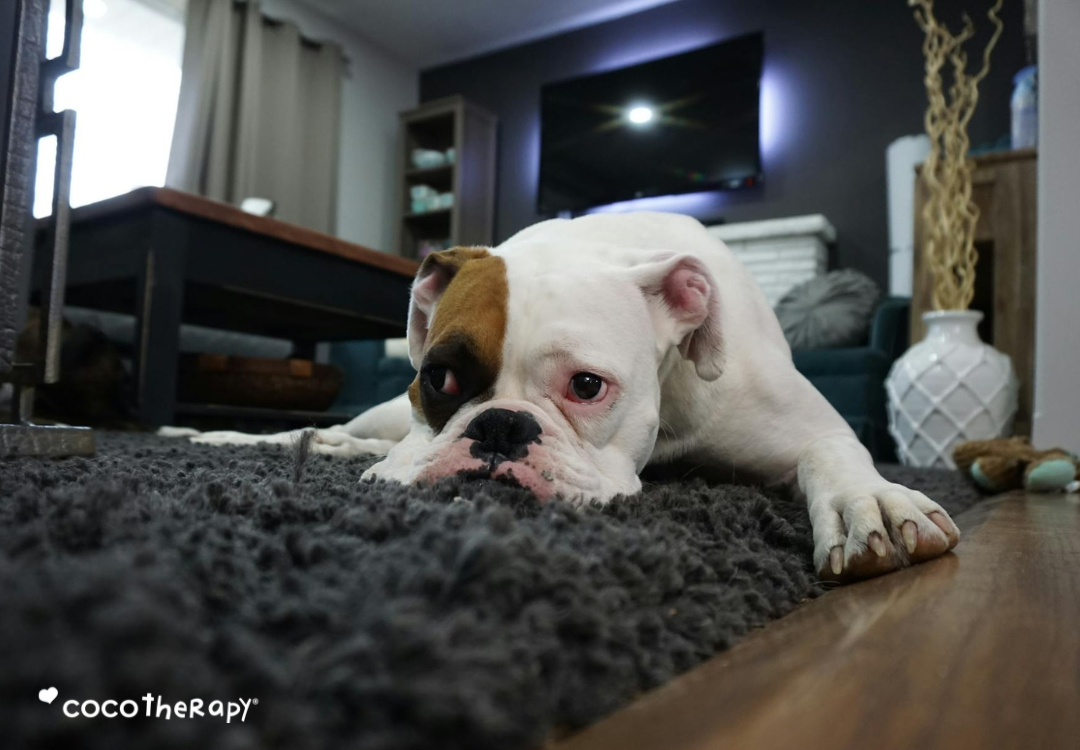 Inflammation in Pets: What It Is and How Nutrition Plays a Role