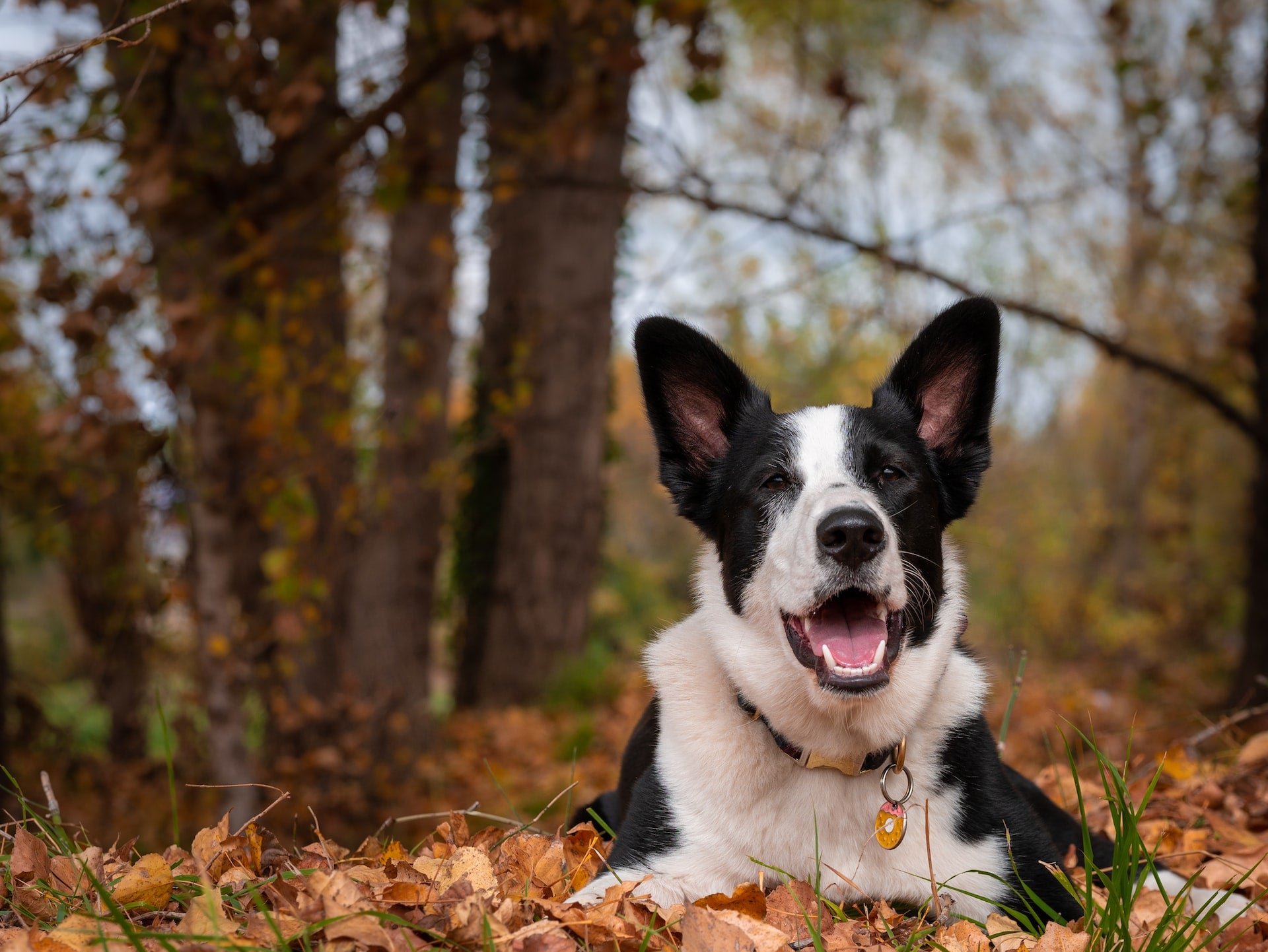 7 Fall Pet Hazards You Might Not Know About