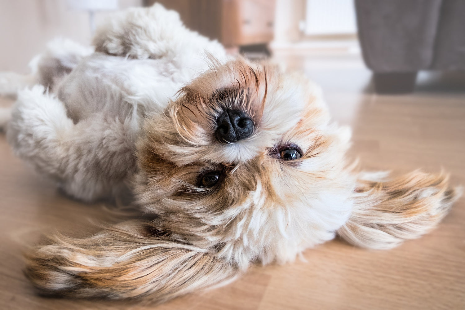 Can Coconut Oil Help Pets With Diabetes?