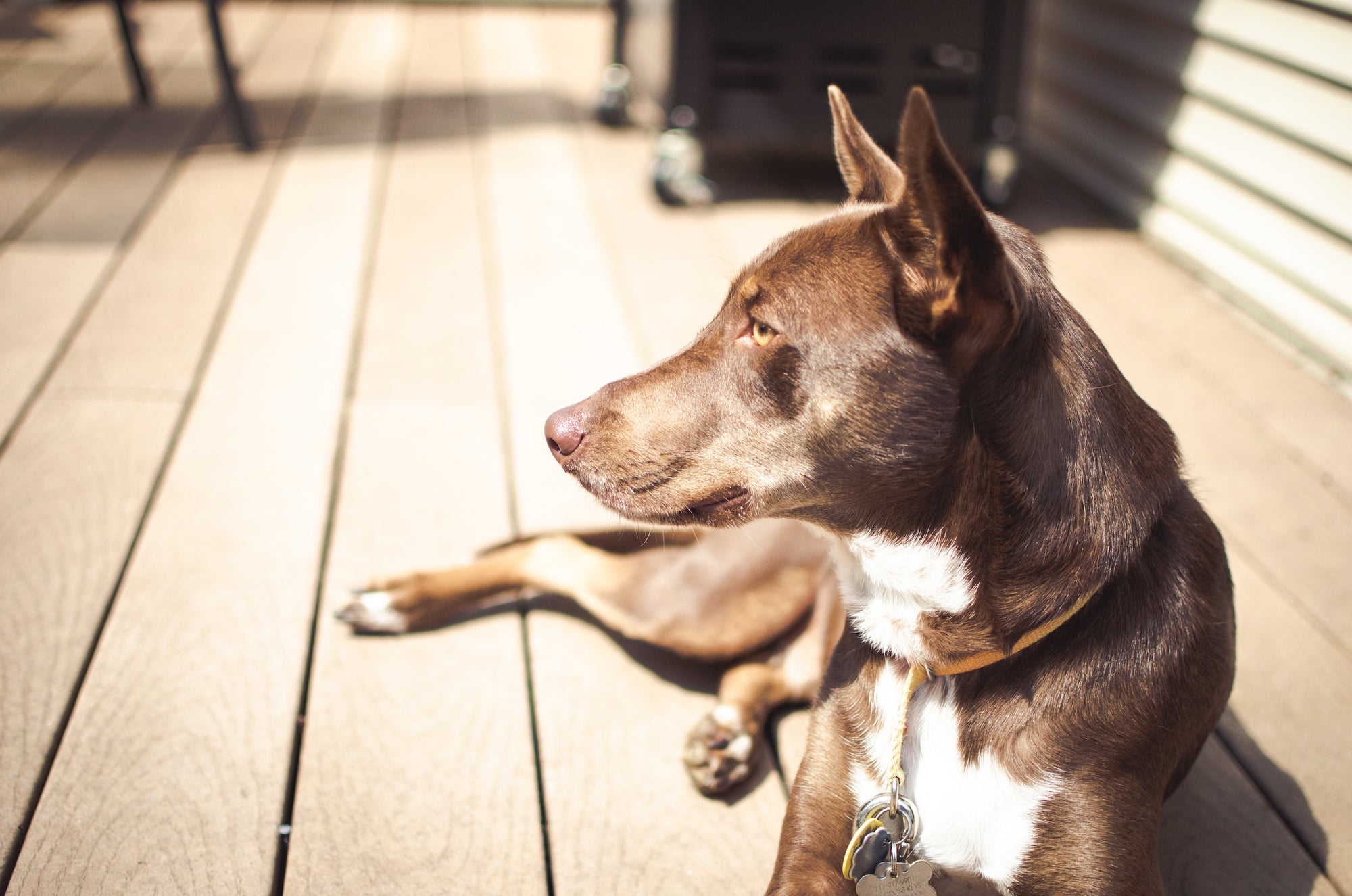 Can Dogs Get Sunburn? Understanding and Protecting Your Pup's Skin
