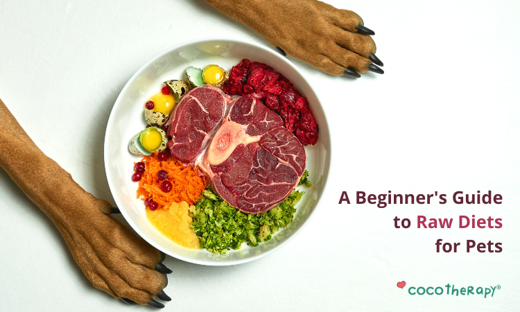 A Beginner's Guide to Raw Diets for Pets