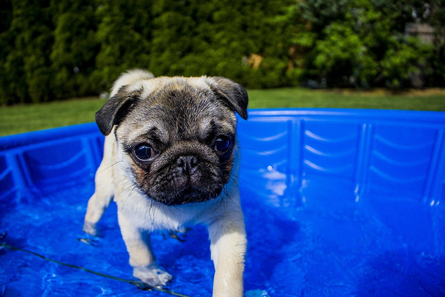 8 Ways to Keep Your Dog Cool This Summer