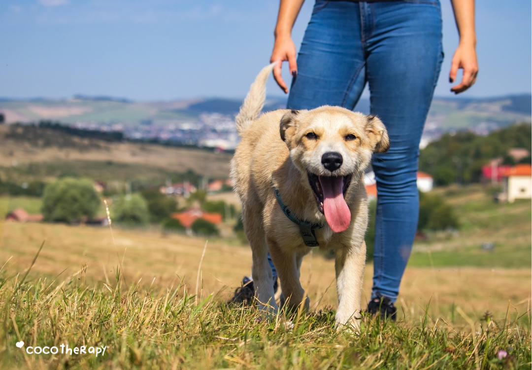 Dog walking with his human on a hillside. 