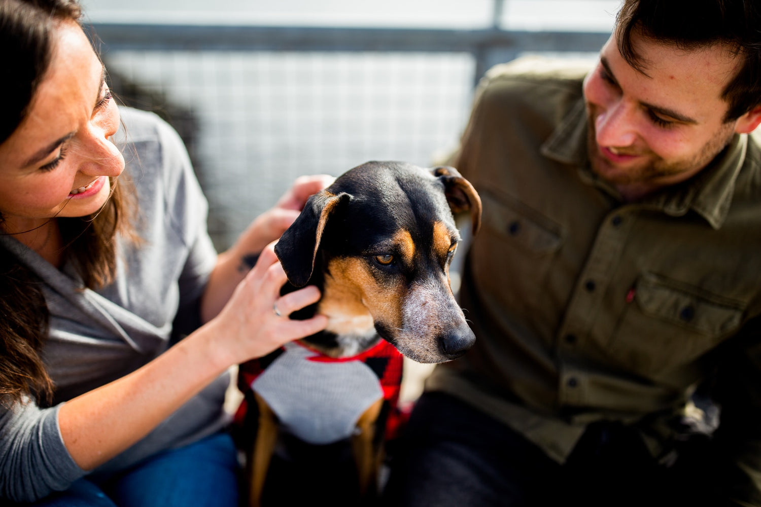 Considering Fostering a Pet? 5 Compelling Reasons Why You Should