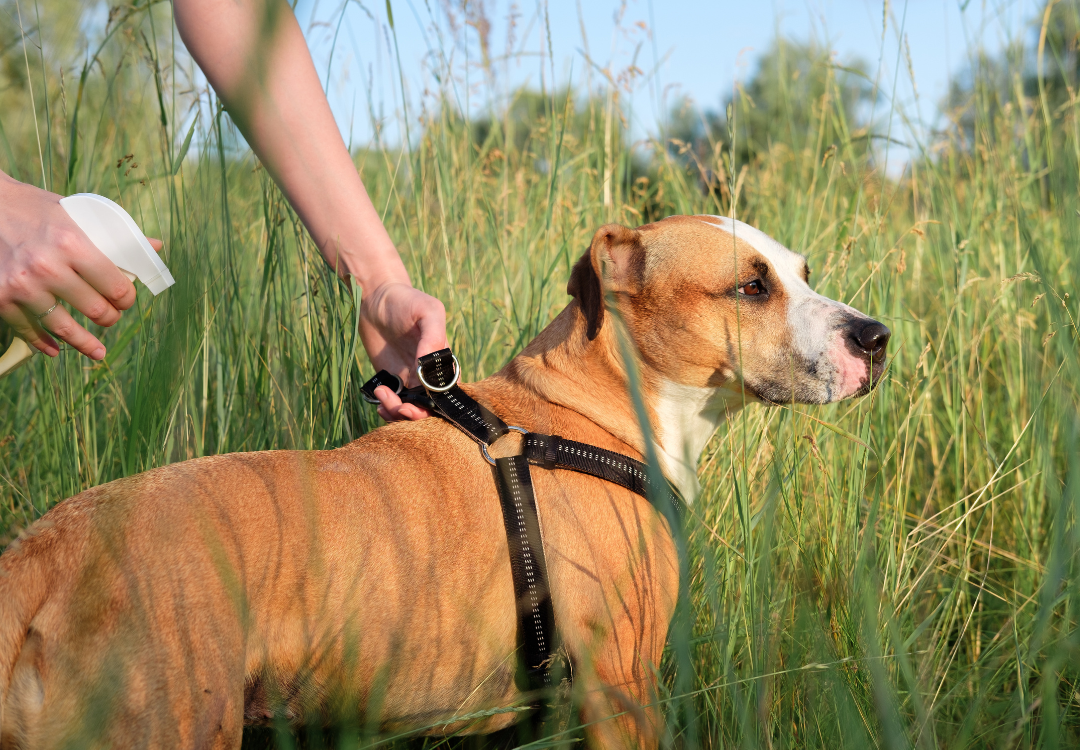 Coconut oil for heartworms in dogs and cats